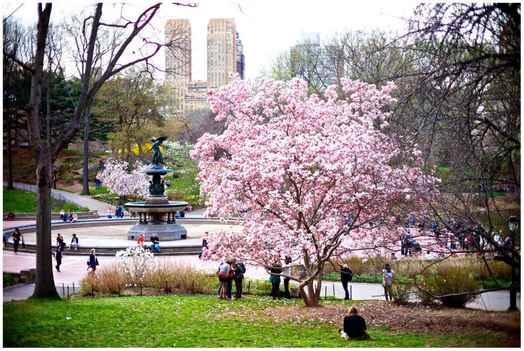 cerejeiras em Nova York