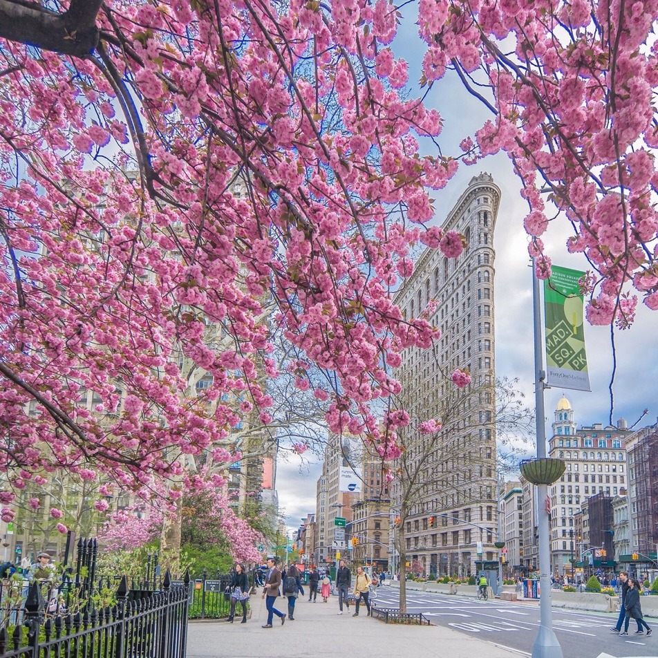 cerejeiras em Nova York