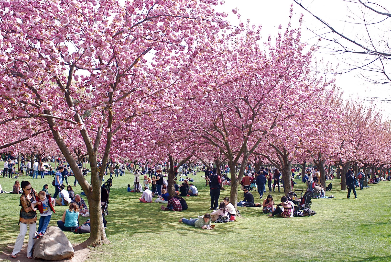 Cherry Blossom Festival Brooklyn Botanic Garden Nova York & Você